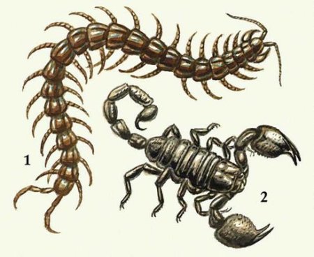 Скорпион сколопендра сколопендра