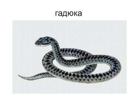 Обыкновенная гадюка