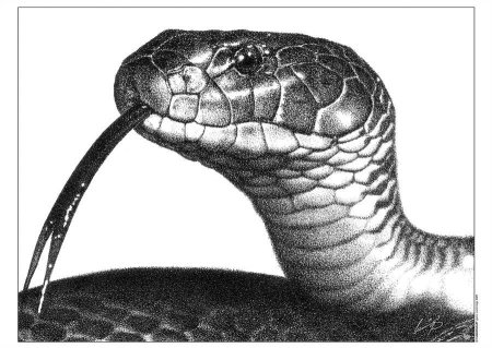 Змеиная голова