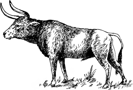 Тур первобытный бык