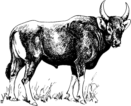 Тур животное