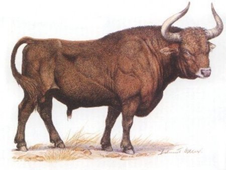 Тур бык вымерший вид