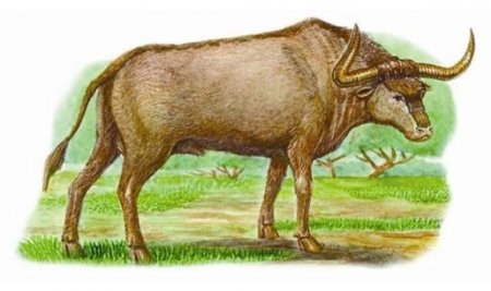 Тур первобытный дикий бык