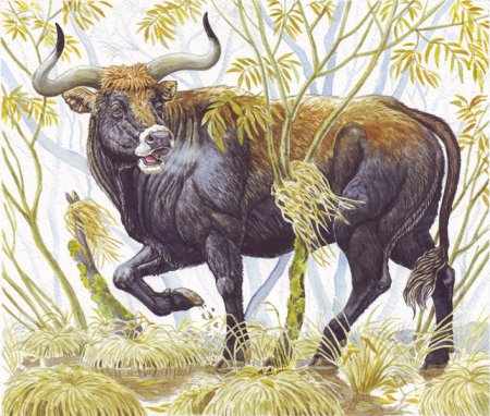 Тур первобытный бык