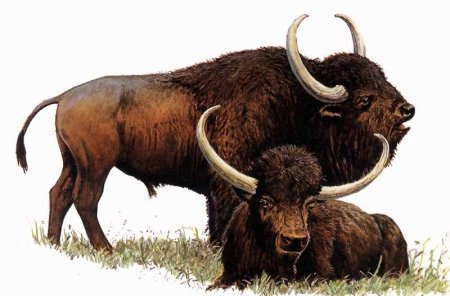 Первобытный длиннорогий Бизон