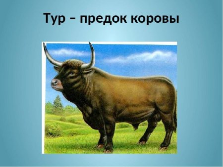 Тур бык Европейский дикий бык