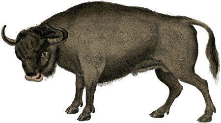 Бык на белом фоне