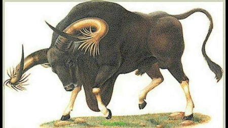 Дикий бык Купрей