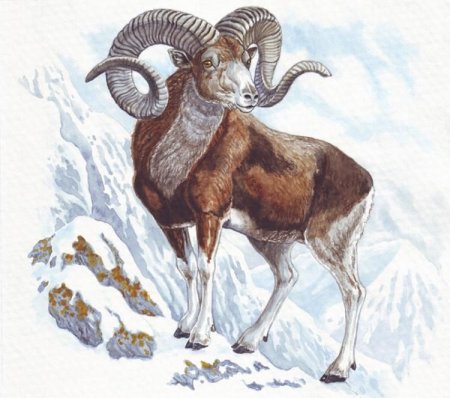 Хетагуров дикий баран