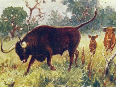 Тур первобытный тур первобытный бык дикий бык