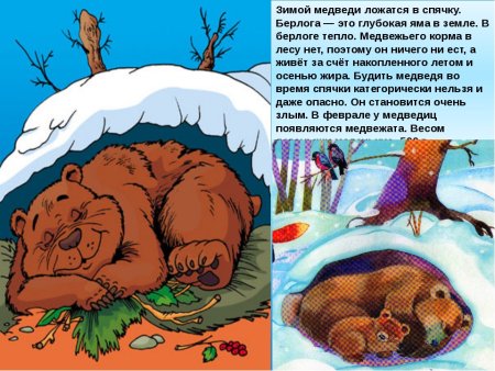 Медведь в спячке