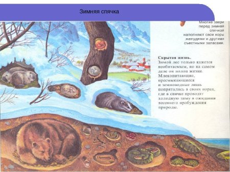 Животные в зимней спячке