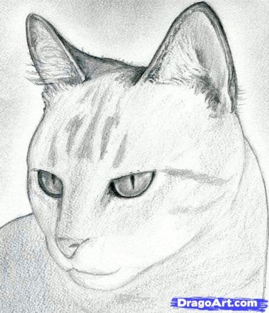 Кошка рисунок карандашом