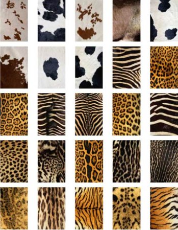 Текстура шкуры животных