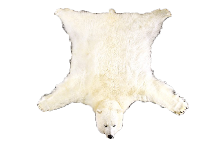 Шкура белого медведя