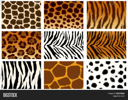 Шкуры животных рисунок