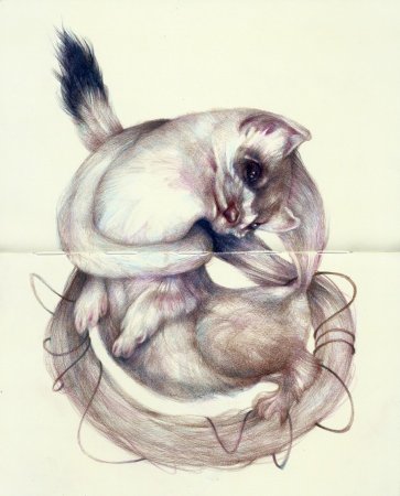 Необычный животные скетч