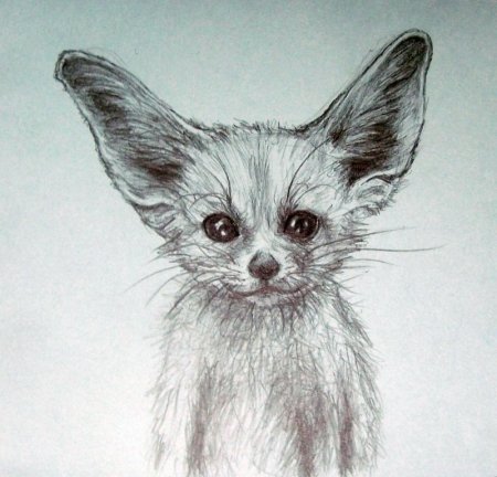 Фенек скетч