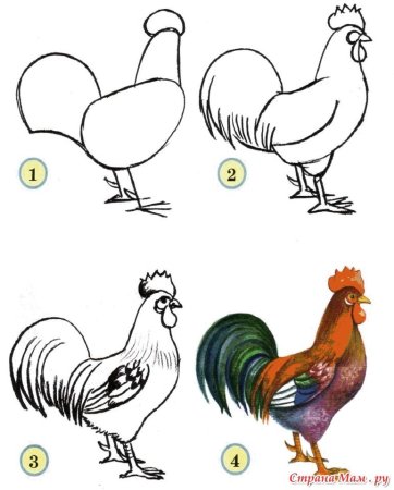 Петух рисунок для детей карандашом
