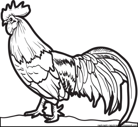 Курица раскраска