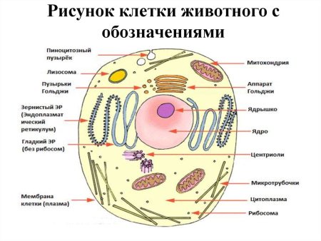 Схема строения животной клетки