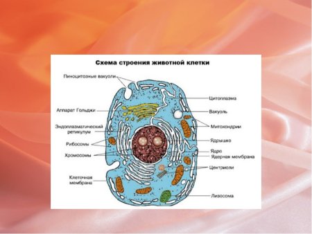 Органоиды животной клетки клеточный центр