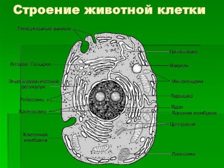 Строение животной клетки схема с подписями