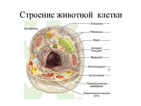 Строение животной клетки 7 класс биология