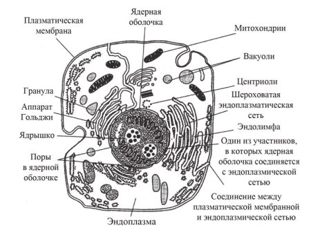 Схема строения эукариотной клетки
