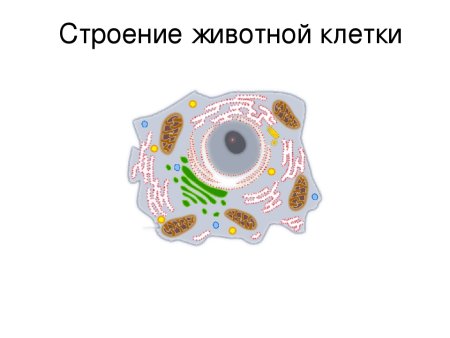 Строение животной клетки схема 6 класс биология