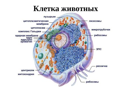 Клетка биология строение схема животная