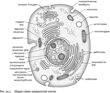 Схема строения эукариотической клетки