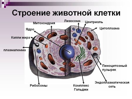 Строение живой клетки