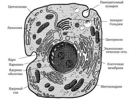 Схема животной клетки