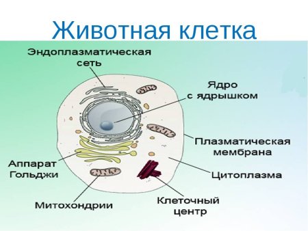 Строение животной клетки 7 класс биология