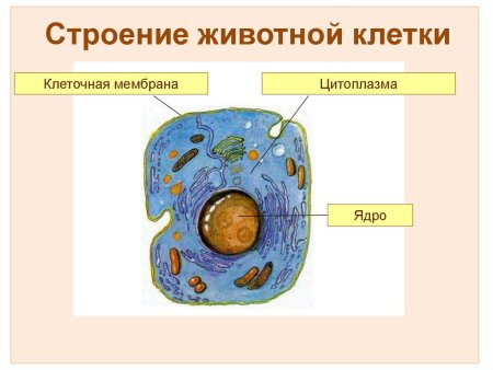 Основные части животной клетки 5 класс