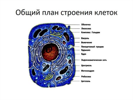 Схема строения эукариотической клетки