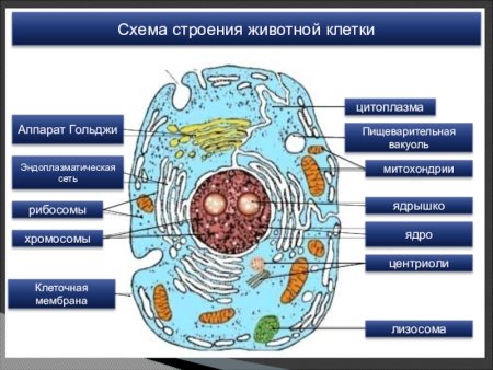 Строение живой клетки