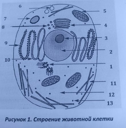 Строение клетки животного рисунок