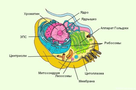 Строение клетки человека рисунок с подписями