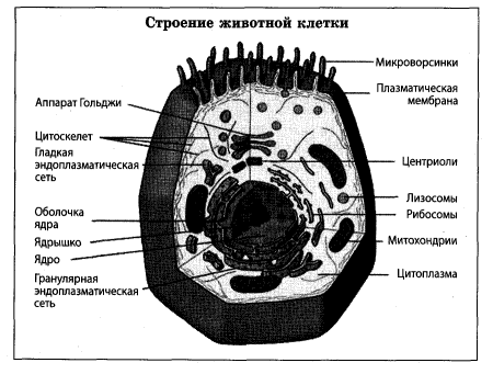 Схема строения животной клетки