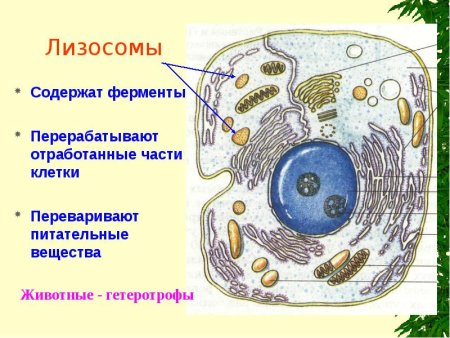 Строение клетки животного рисунок