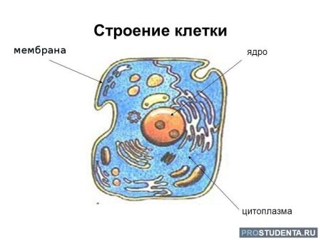 Рисунок строения клетки тела человека
