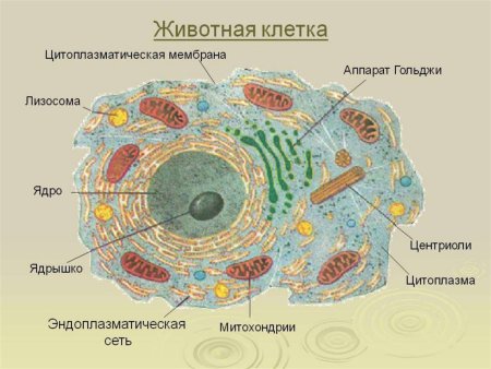 Схема строения животной клетки