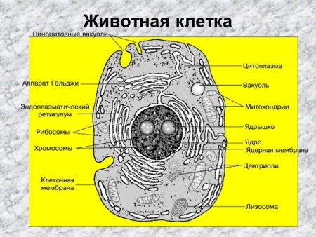 Схема строения живой клетки