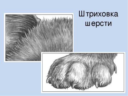 Зарисовки шерсти животных