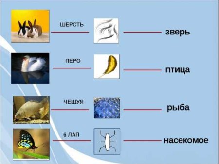 Главные признаки насекомых рыб птиц зверей
