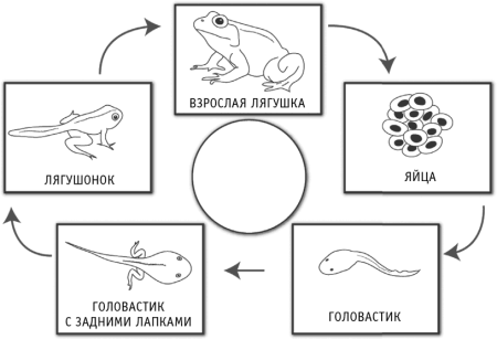 Цикл развития лягушки схема