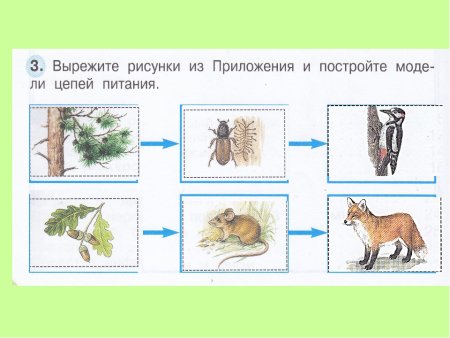 Схема цепи питания леса
