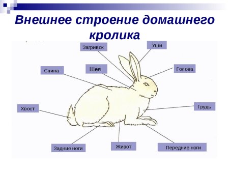 Внешнее строение млекопитающих кролик